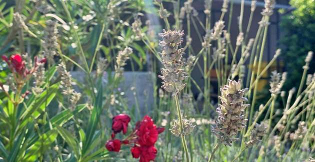 Apartment Gordana – 270 m from the Sea